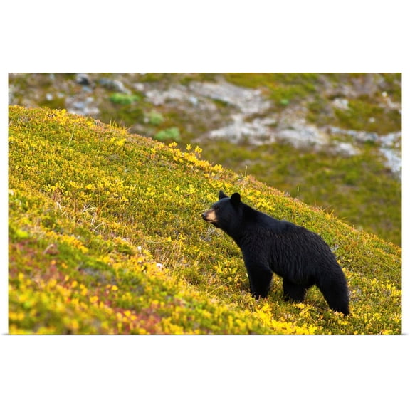 Great BIG Canvas | Rolled Poster Print entitled A black bear foraging for berries on a hillside near the Harding Icefield Trail
