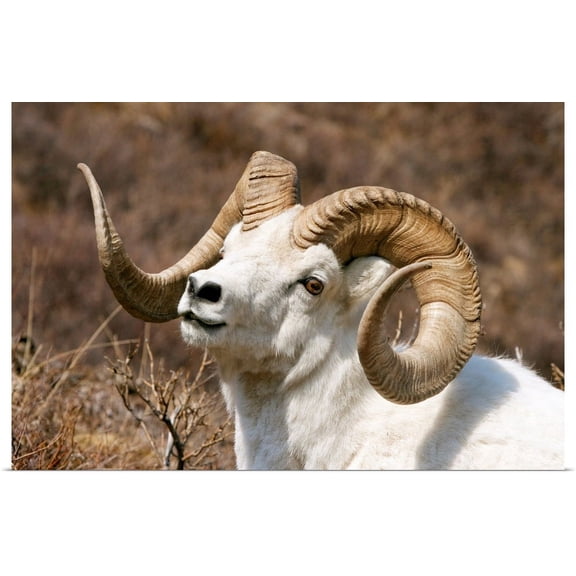Great BIG Canvas | Rolled Poster Print entitled Close up portrait of a full curl Dall Sheep ram, Denali National Park, Interior Alaska