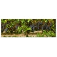thumbnail image 1 of Great BIG Canvas | Rolled Poster Print entitled Clusters of ripe Merlot grapes on the vine, ready for harvest, 1 of 4