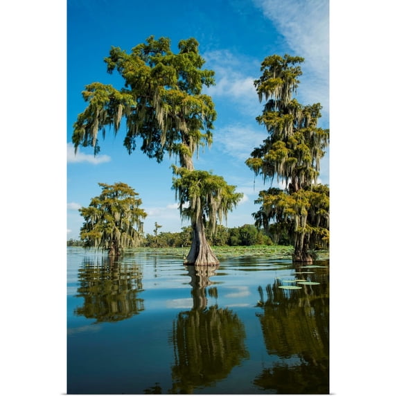 Great BIG Canvas | Rolled Poster Print entitled Louisiana, Swamp landscape, Breaux Bridge