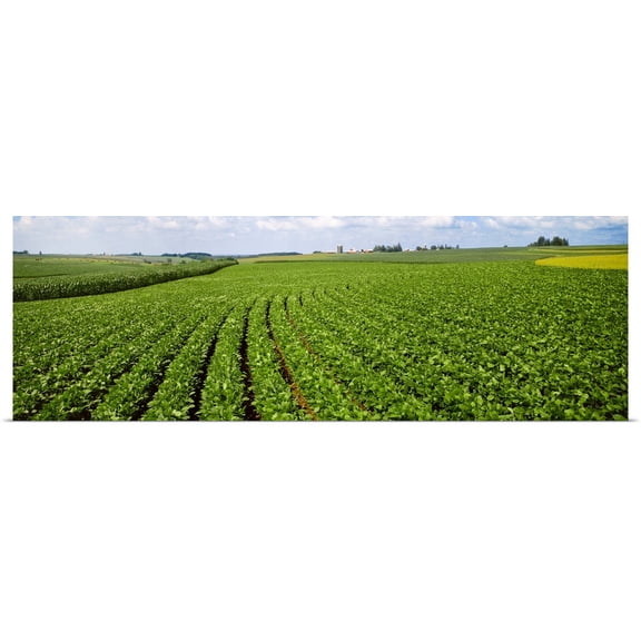 Great BIG Canvas | Rolled Poster Print entitled Mid growth soybean field in the foreground