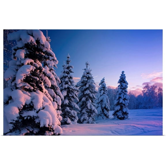 Great BIG Canvas | Rolled Poster Print entitled Snow covered spruce trees at sunset with pink alpenglow, Russian Jack Park, Anchorage