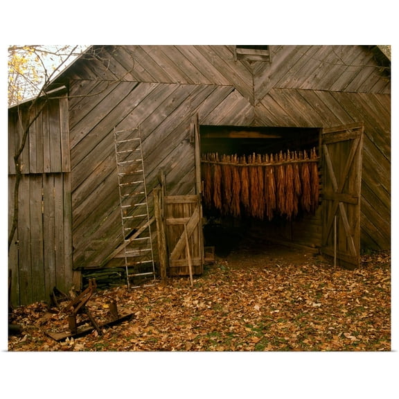 Great BIG Canvas | Rolled R. Hamilton Smith Poster Print entitled Tobacco barn in a rural Autumn setting with curing Burley tobacco hanging inside