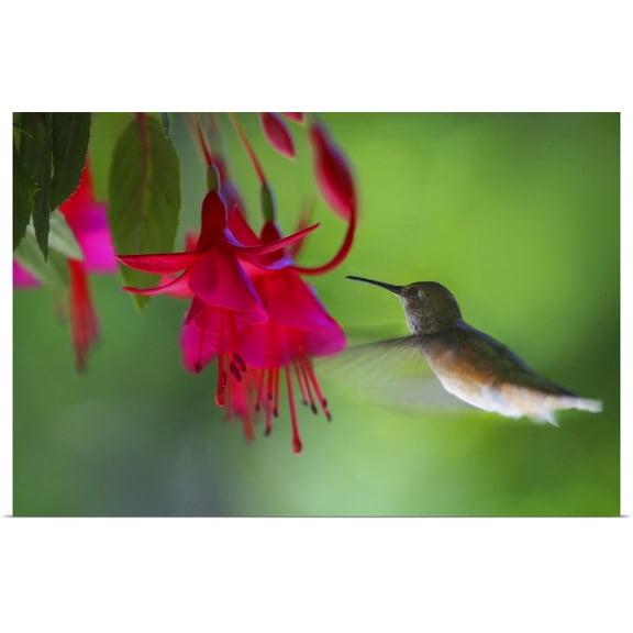Great BIG Canvas | Rolled Raven Regan Poster Print entitled Hummingbird