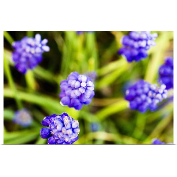 Great BIG Canvas | Rolled Ray Laskowitz Poster Print entitled Grape Hyacinths, View From Above Of Purple Flowers