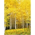thumbnail image 1 of Great BIG Canvas | Rolled Rob Tilley Poster Print entitled Colorado, Routt National Forest, Aspen Grove, 1 of 4