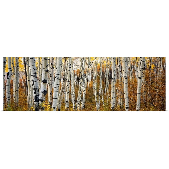Great BIG Canvas | Rolled Ron Dahlquist Poster Print entitled Colorado, Steamboat, Aspen Tree Trunks In Grove With Yellow Autumn Leaves