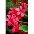 thumbnail image 1 of Great BIG Canvas | Rolled Ron Dahlquist Poster Print entitled Hawaii, Maui, Pink Plumerias, 1 of 4