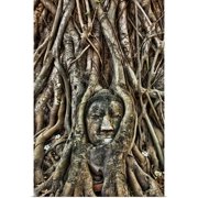 Great BIG Canvas | Rolled Scott Stulberg Poster Print entitled Buddha head inside of a Bodhi tree near Wat Mahathat, Thailand