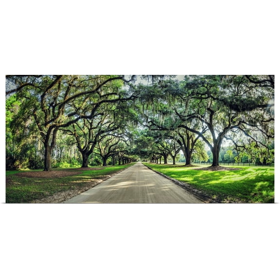 Great BIG Canvas | Rolled Scott Stulberg Poster Print entitled Oak tree lined road at Boone Hall Plantation, Charleston