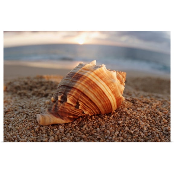 Great BIG Canvas | Rolled Vince Cavataio Poster Print entitled Hawaii, Oahu, North Shore, Seashell Laying In The Sand With Sun Setting Behind It