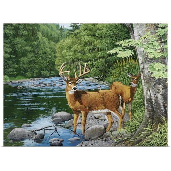 Great BIG Canvas | Rolled William Vanderdasson Poster Print entitled Streamside, White Tail Deer