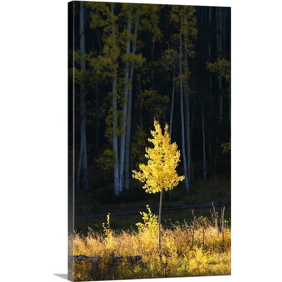 Great BIG Canvas | Ron Dahlquist Premium Thick-Wrap Canvas entitled Northwest Colorado, Sunlight Illuminating Single Fall-Colored Aspen