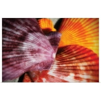 Great BIG Canvas | "Scallops II" Art Print - 24x16