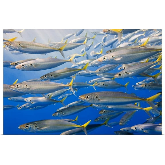 Great BIG Canvas | "School Of Rainbow Runners, Sea Of Cortez, Mexico" Art Print - 30x20