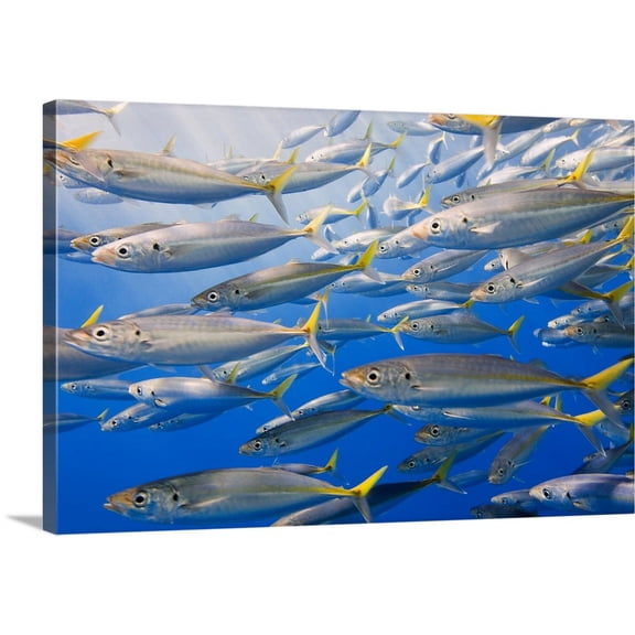 Great BIG Canvas | "School Of Rainbow Runners, Sea Of Cortez, Mexico" Canvas Wall Art - 24x16