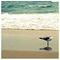 thumbnail image 1 of Great BIG Canvas | "Seagull on Beach" Art Print - 30x30, 1 of 4