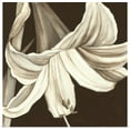thumbnail image 1 of Great BIG Canvas | "Sepia Lily III" Art Print - 16x16, 1 of 4