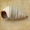 thumbnail image 1 of Great BIG Canvas | "Sepia Shell IV" Black Framed Print - 16x16, 1 of 2