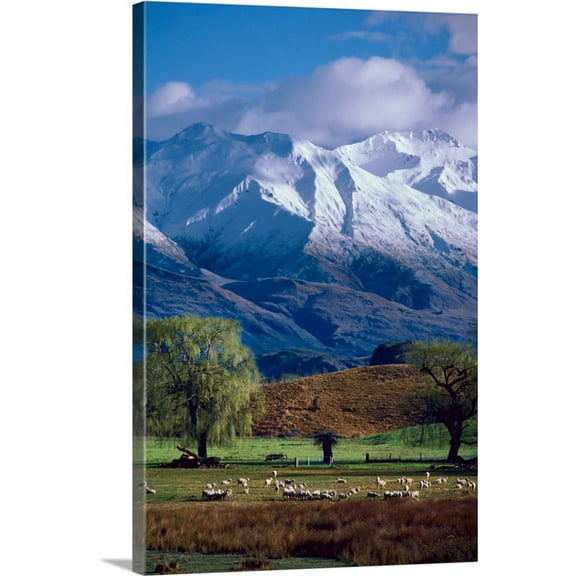Great BIG Canvas | "Sheep graze beneath the snow-capped Harris Mountains, South Island, New Zealand" Canvas Wall Art - 24x36