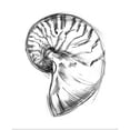 thumbnail image 1 of Great BIG Canvas | "Shell Sketch IV" Art Print - 24x30, 1 of 4