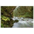 thumbnail image 1 of Great BIG Canvas | "Small river flowing through the old growth forest in Tongass National Forest" Art Print - 36x24, 1 of 4