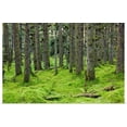 thumbnail image 1 of Great BIG Canvas | "Spruce forest & moss near coast Kodiak Island Southwest Alaska" Art Print - 48x32, 1 of 4
