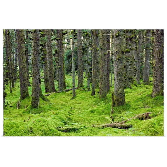Great BIG Canvas | "Spruce forest & moss near coast Kodiak Island Southwest Alaska" Art Print - 48x32