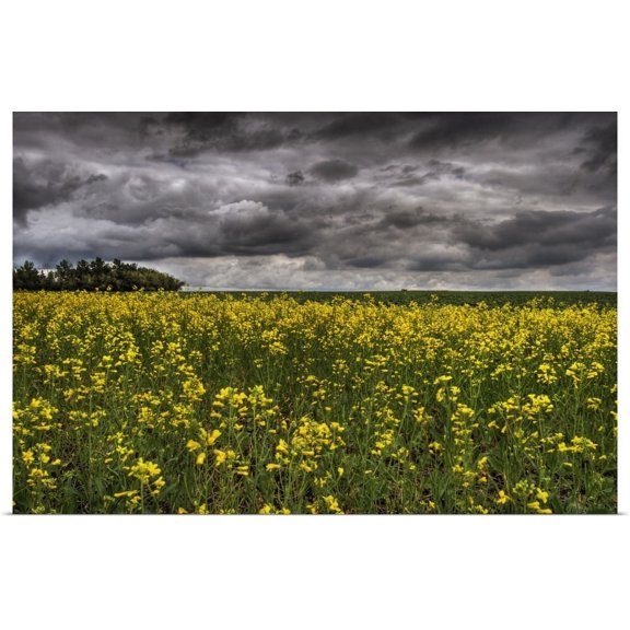 GBC | "Summer Storm Clouds Over A Canola Field, Alberta, Canada" Art Print - 24x16