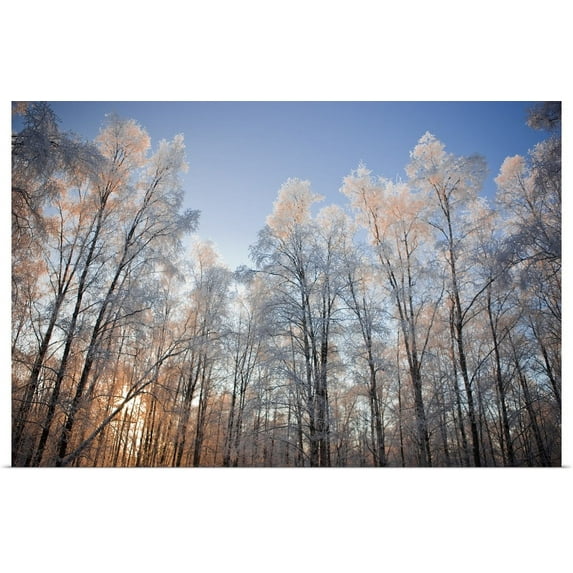 Great BIG Canvas | "Sunset light shining through hoarfrost covered birch trees in Russian Jack Park" Art Print - 24x16