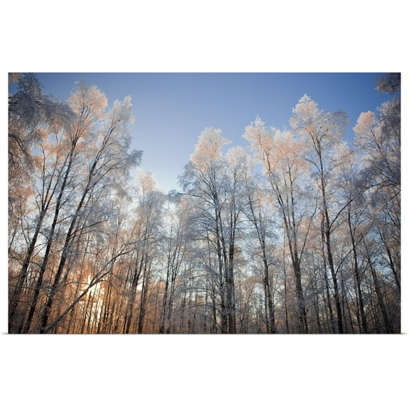 Great BIG Canvas | "Sunset light shining through hoarfrost covered birch trees in Russian Jack Park" Art Print - 24x16