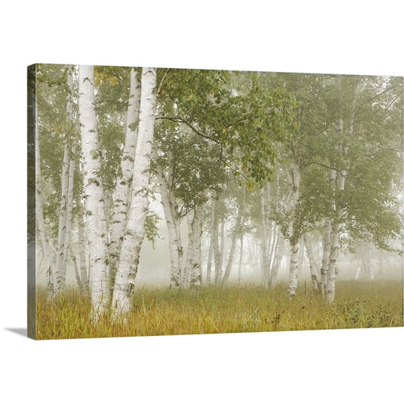 Great BIG Canvas | Susan Dykstra Premium Thick-Wrap Canvas entitled Birch Trees In The Fog; Thunder Bay, Ontario, Canada