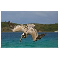 GBC | "The Brown Pelican" Art Print - 30x20