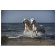 thumbnail image 1 of Great BIG Canvas | "The White Horses of the Camargue running in the water in the South of France" Art Print - 36x24, 1 of 4