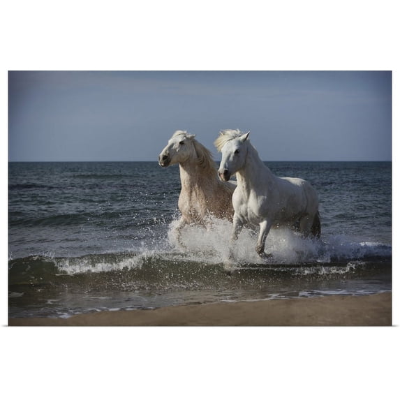 Great BIG Canvas | "The White Horses of the Camargue running in the water in the South of France" Art Print - 36x24