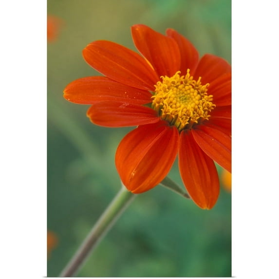 Great BIG Canvas | "Tithonia blossoms with water droplets" Art Print - 20x30