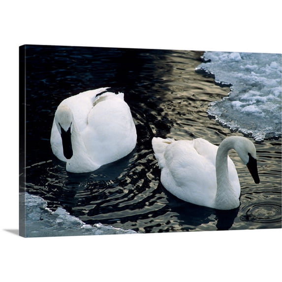 Great BIG Canvas | "Trumpeter Swans Swim in Ice Covered Pond Alaska" Canvas Wall Art - 36x24