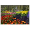 thumbnail image 1 of Great BIG Canvas | "Tulips in Keukenhof Gardens, Amsterdam, Netherlands" Art Print - 30x20, 1 of 4