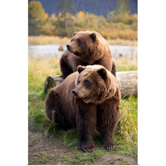 Great BIG Canvas | "Two Brown bears sitting near log at the Alaska Wildlife Conservation Center" Art Print - 16x24