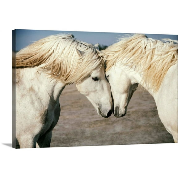 Great BIG Canvas | "Two Camargue horses loving on each other in the South of France" Canvas Wall Art - 30x20