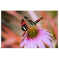 thumbnail image 1 of Great BIG Canvas | "Two Colorful Butterflies On Cone Flower Blossom In Spring; Oregon, USA" Art Print - 24x16, 1 of 4