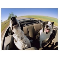 Great BIG Canvas | "Two Dogs In Backseat Of Convertible" Art Print - 24x18