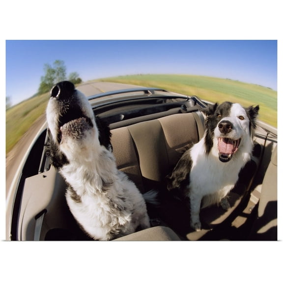 Great BIG Canvas | "Two Dogs In Backseat Of Convertible" Art Print - 24x18