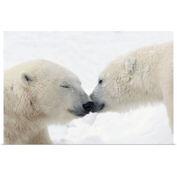 Great BIG Canvas | "Two Polar Bears Touching Noses Or Kissing; Churchill, Manitoba, Canada" Art Print - 48x32