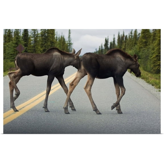 Great BIG Canvas | "Two young moose calves cross the park road in Denali National Park Interior Alaska" Art Print - 24x16