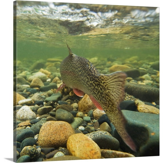 Great BIG Canvas | "Underwater view of a rainbow trout swimming upstream in Montana Creek, Alaska" Canvas Wall Art - 16x16