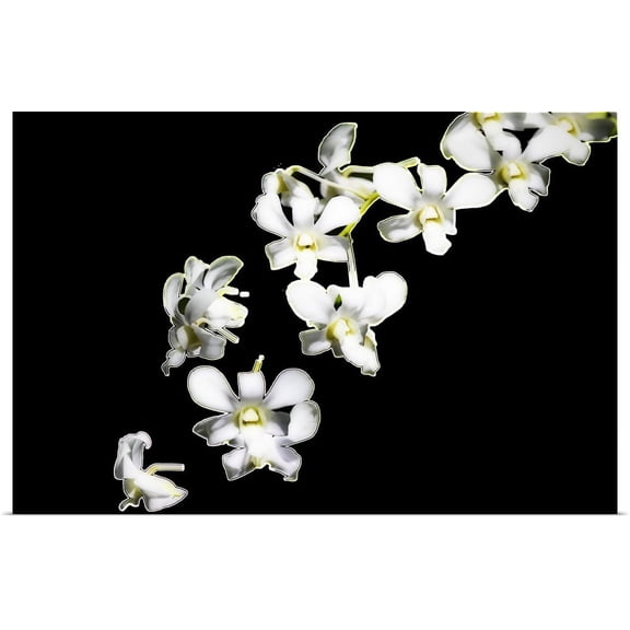 Great BIG Canvas | "Vanda Orchids I" Art Print - 36x24