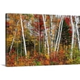 thumbnail image 1 of Great BIG Canvas | "Vermont Birches" Canvas Wall Art - 48x32, 1 of 2