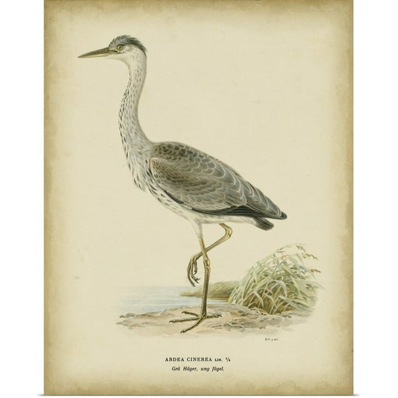 Great BIG Canvas | "Vintage Heron II" Art Print - 16x20