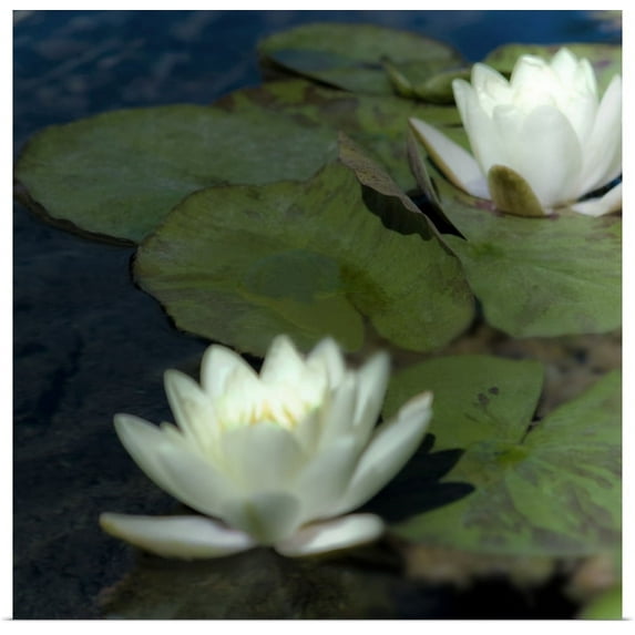 Great BIG Canvas | "Water Lilies I" Art Print - 30x30